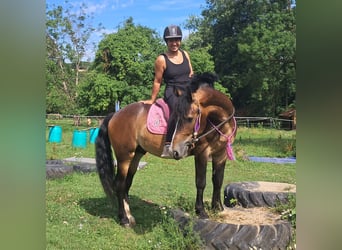 Meer ponys/kleine paarden, Ruin, 4 Jaar, 150 cm, Donkerbruin