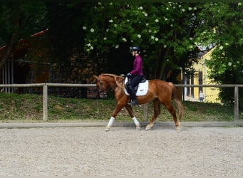 Meer ponys/kleine paarden, Ruin, 4 Jaar, 150 cm, Donkere-vos