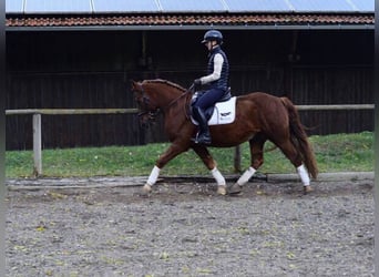 Meer ponys/kleine paarden, Ruin, 4 Jaar, 150 cm, Vos