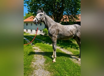 Meer ponys/kleine paarden, Ruin, 4 Jaar, 155 cm, Blauwschimmel