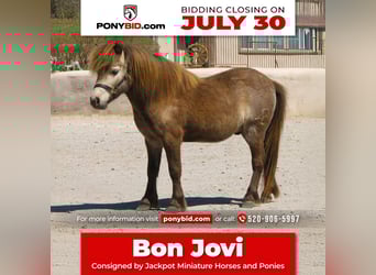 Meer ponys/kleine paarden, Ruin, 4 Jaar, 81 cm, Falbe