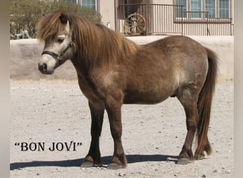 Meer ponys/kleine paarden, Ruin, 4 Jaar, 81 cm, Falbe