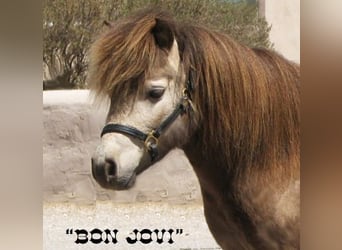 Meer ponys/kleine paarden, Ruin, 4 Jaar, 81 cm, Falbe