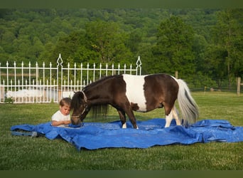 Meer ponys/kleine paarden, Ruin, 4 Jaar, 81 cm