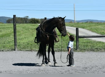 Meer ponys/kleine paarden, Ruin, 4 Jaar, 84 cm, Zwart