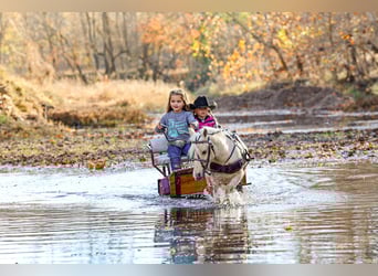 Meer ponys/kleine paarden, Ruin, 4 Jaar, 86 cm, Palomino