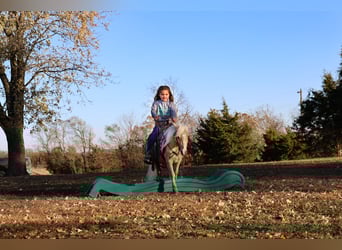 Meer ponys/kleine paarden, Ruin, 4 Jaar, 86 cm, Palomino