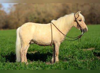 Meer ponys/kleine paarden, Ruin, 4 Jaar, 86 cm, Palomino