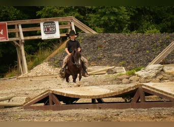 Meer ponys/kleine paarden, Ruin, 4 Jaar, 86 cm