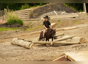 Meer ponys/kleine paarden, Ruin, 4 Jaar, 86 cm