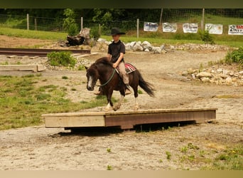 Meer ponys/kleine paarden, Ruin, 4 Jaar, 86 cm