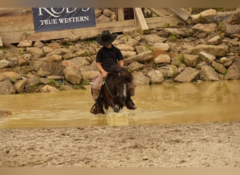 Meer ponys/kleine paarden, Ruin, 4 Jaar, 86 cm