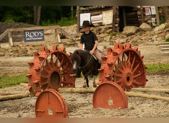 Meer ponys/kleine paarden, Ruin, 4 Jaar, 86 cm
