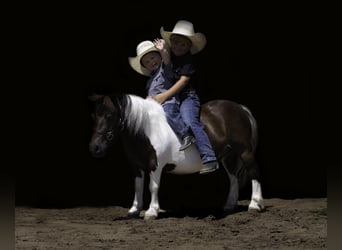 Meer ponys/kleine paarden, Ruin, 4 Jaar, 86 cm