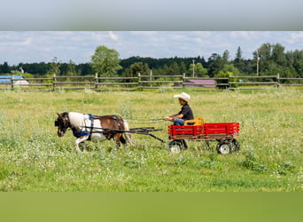 Meer ponys/kleine paarden, Ruin, 4 Jaar, 86 cm