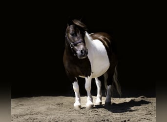 Meer ponys/kleine paarden, Ruin, 4 Jaar, 86 cm