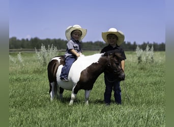 Meer ponys/kleine paarden, Ruin, 4 Jaar, 86 cm