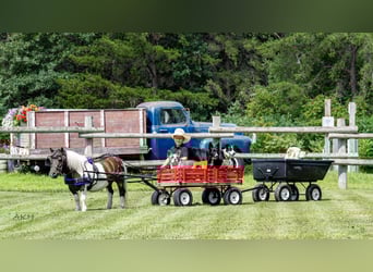 Meer ponys/kleine paarden, Ruin, 4 Jaar, 86 cm