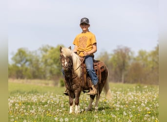 Meer ponys/kleine paarden, Ruin, 4 Jaar, 89 cm, Gevlekt-paard