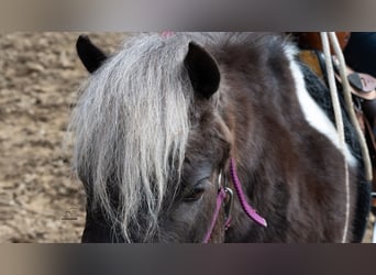 Meer ponys/kleine paarden, Ruin, 4 Jaar, 91 cm, Gevlekt-paard