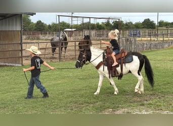 Meer ponys/kleine paarden, Ruin, 4 Jaar, Gevlekt-paard