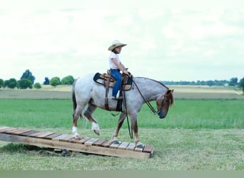 Meer ponys/kleine paarden, Ruin, 4 Jaar, Roan-Red