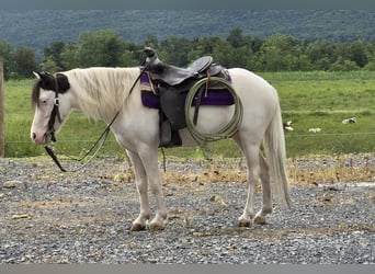 Meer ponys/kleine paarden, Ruin, 5 Jaar, 102 cm, Gevlekt-paard