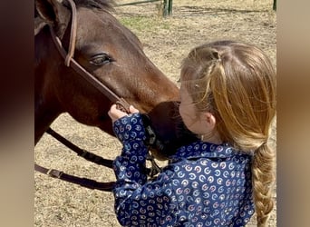 Meer ponys/kleine paarden, Ruin, 5 Jaar, 102 cm, Gevlekt-paard