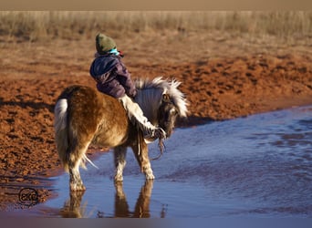 Meer ponys/kleine paarden, Ruin, 5 Jaar, 102 cm, Schimmel