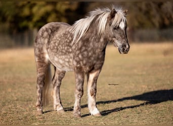 Meer ponys/kleine paarden, Ruin, 5 Jaar, 102 cm