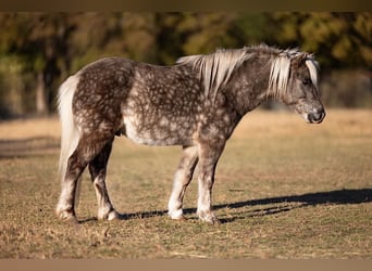 Meer ponys/kleine paarden, Ruin, 5 Jaar, 102 cm