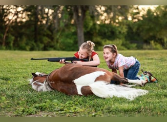 Meer ponys/kleine paarden, Ruin, 5 Jaar, 104 cm, Gevlekt-paard