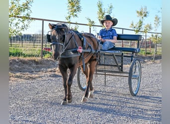 Meer ponys/kleine paarden, Ruin, 5 Jaar, 109 cm, Zwart