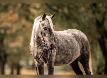 Meer ponys/kleine paarden, Ruin, 5 Jaar, 112 cm, Schimmel