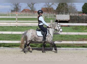 Meer ponys/kleine paarden, Ruin, 5 Jaar, 115 cm, Blauwschimmel