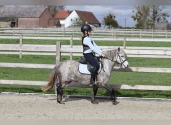 Meer ponys/kleine paarden, Ruin, 5 Jaar, 115 cm, Blauwschimmel