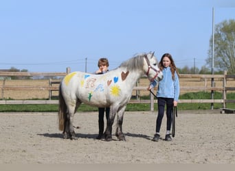 Meer ponys/kleine paarden, Ruin, 5 Jaar, 115 cm, Blauwschimmel