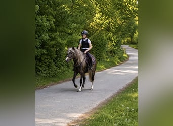 Meer ponys/kleine paarden, Ruin, 5 Jaar, 115 cm, Donkere-vos