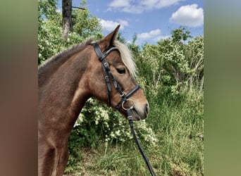 Meer ponys/kleine paarden, Ruin, 5 Jaar, 115 cm, Donkere-vos
