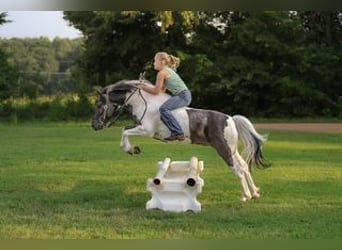 Meer ponys/kleine paarden, Ruin, 5 Jaar, 122 cm, Gevlekt-paard