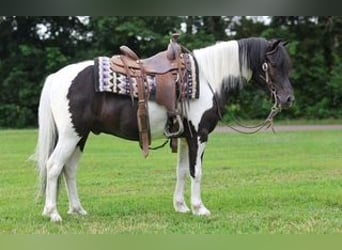 Meer ponys/kleine paarden, Ruin, 5 Jaar, 122 cm, Gevlekt-paard
