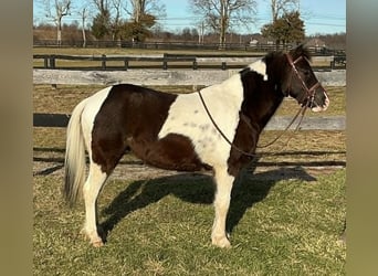 Meer ponys/kleine paarden, Ruin, 5 Jaar, 122 cm, Tobiano-alle-kleuren