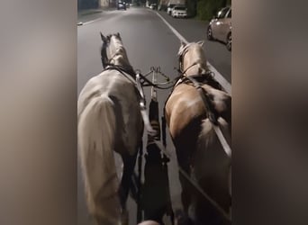Meer ponys/kleine paarden, Ruin, 5 Jaar, 123 cm, Gevlekt-paard