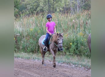 Meer ponys/kleine paarden, Ruin, 5 Jaar, 124 cm, Champagne