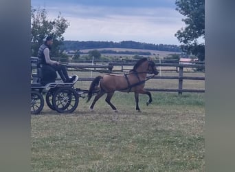 Meer ponys/kleine paarden, Ruin, 5 Jaar, 125 cm, Falbe