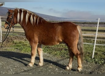 Meer ponys/kleine paarden, Ruin, 5 Jaar, 125 cm, Vos