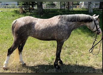Meer ponys/kleine paarden, Ruin, 5 Jaar, 127 cm, Schimmel
