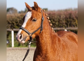 Meer ponys/kleine paarden, Ruin, 5 Jaar, 128 cm, Vos