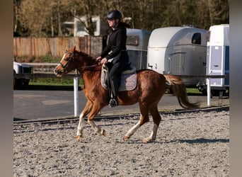 Meer ponys/kleine paarden, Ruin, 5 Jaar, 128 cm, Vos