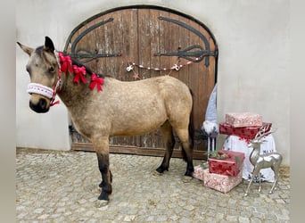Meer ponys/kleine paarden, Ruin, 5 Jaar, 130 cm, Buckskin
